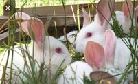 ::Rabbits ~ Game Birds    (,Halal)